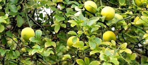 Citrus trifoliata növény eladó